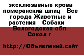 эксклюзивные крови-померанский шпиц - Все города Животные и растения » Собаки   . Вологодская обл.,Сокол г.